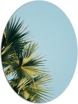 WallClassics - Dibond Ovaal - Palmbomen met Blauwe Lucht - 81x108 cm Foto op Ovaal (Met Ophangsysteem)