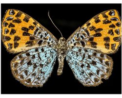 Poster (Mat) - Apodemia Vlinder met Zwarte Achtergrond - 40x30 cm Foto op Posterpapier met een Matte look