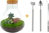 Terrarium - Sam XL Bonsai - ↑ 35 cm - Ecosysteem plant - Kamerplanten - DIY planten terrarium - Mini ecosysteem + Hark + Schep + Pincet