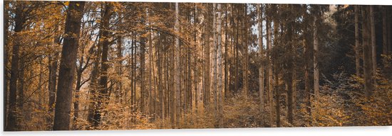 WallClassics - Dibond - Bos in de Herfst - 120x40 cm Foto op Aluminium (Met Ophangsysteem)
