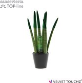 Sansevieria 8,5 Velvet Touchz® Donker Groen in Keramiek