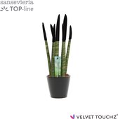 Sansevieria Velvet Touchz® Zwart in Keramiek