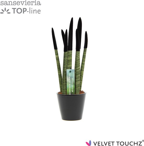 Sansevieria Velvet Touchz® Zwart in Keramiek