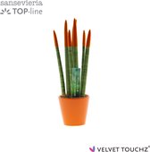 Sansevieria TOP-Line Velvet Touchz® Oranje in Keramiek