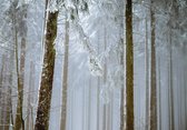 Fotobehang - Vlies Behang - Winterbos - Bos in de Winter - 254 x 184 cm