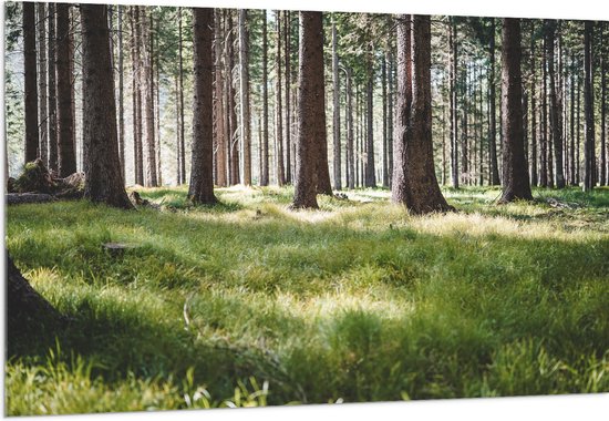 WallClassics - Verre Acrylique - Herbe Verte dans la Forêt - 150x100 cm Photo sur Verre Acrylique (Décoration murale sur Acrylique)