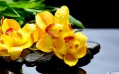 Broderie Diamond 30x40cm - jaune orchidée - pierres rondes