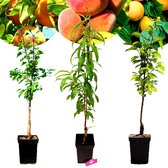 Set van 3 Exotische fruitbomen - 1 Abrikoos, 1 Perzik, 1 Kaki - Hoogte +100cm - 5 Liter pot