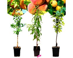 Set van 3 Exotische fruitbomen - 1 Abrikoos, 1 Perzik, 1 Kaki - 5 Liter pot