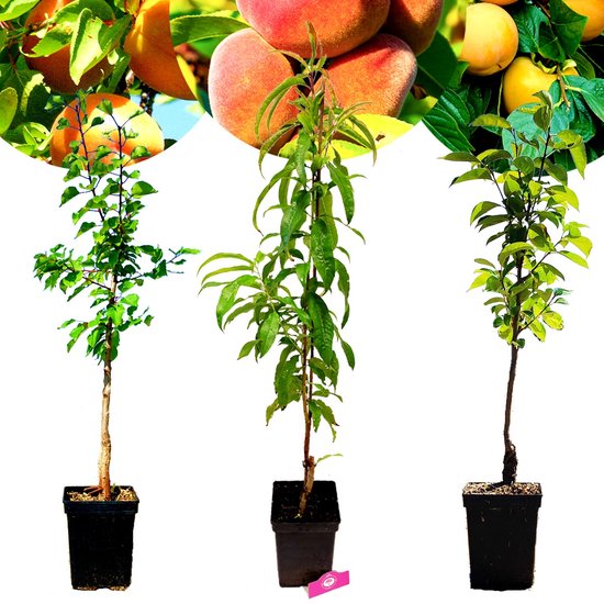 Set van 3 Exotische fruitbomen - 1 Abrikoos, 1 Perzik, 1 Kaki - 5 Liter pot