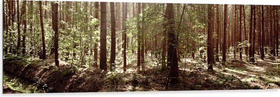 WallClassics - Dibond - Bomen in het Bos met Groene Bladeren - 150x50 cm Foto op Aluminium (Met Ophangsysteem)
