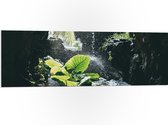 WallClassics - PVC Schuimplaat - Groen Plantje Achter Stromend Water in een Grot - 120x40 cm Foto op PVC Schuimplaat (Met Ophangsysteem)