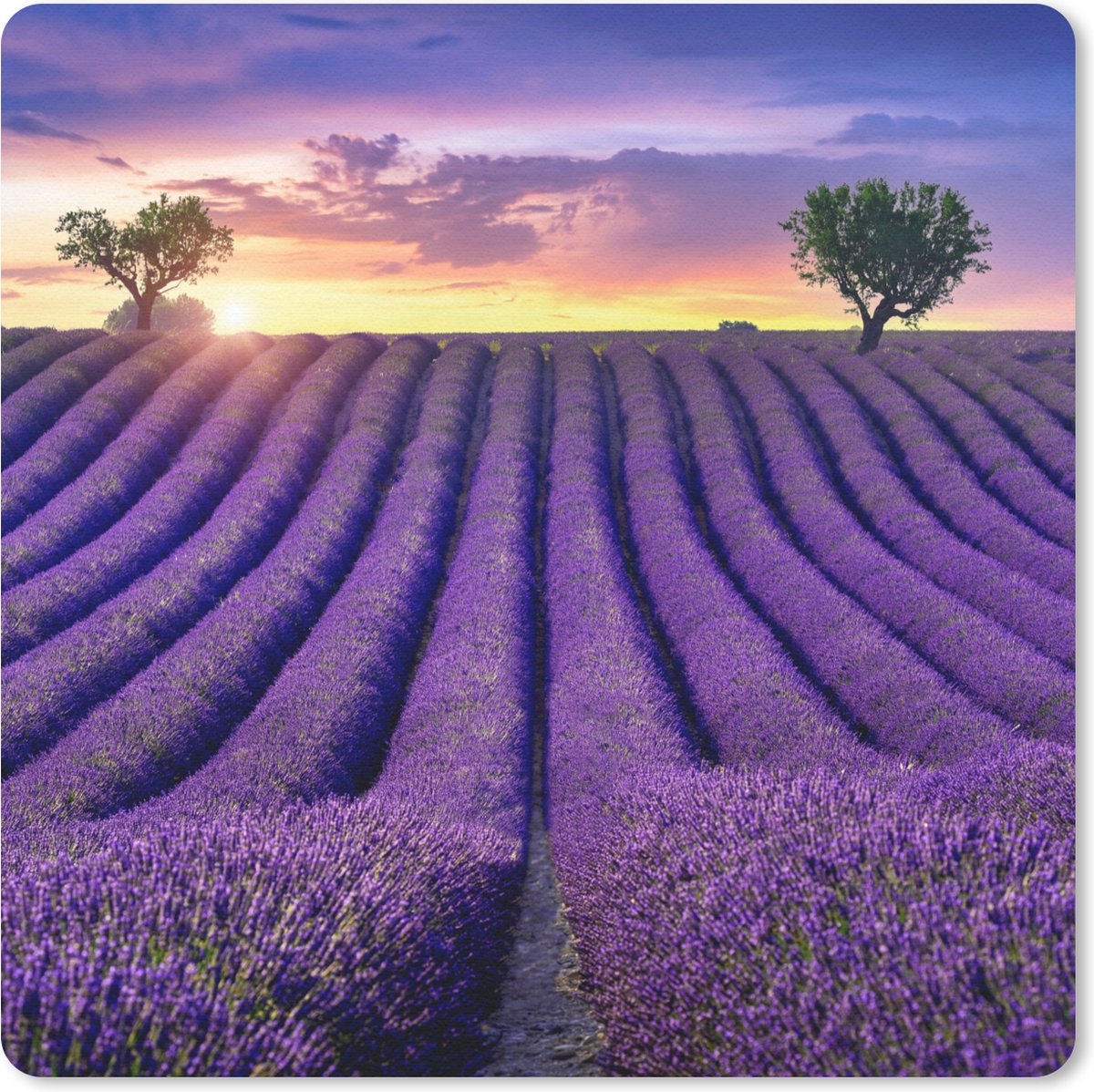 Muismat 30x30 cm - Mousepad Lavendel - Heuvels - Zonsondergang - Bpmen - Paars - Muismatten