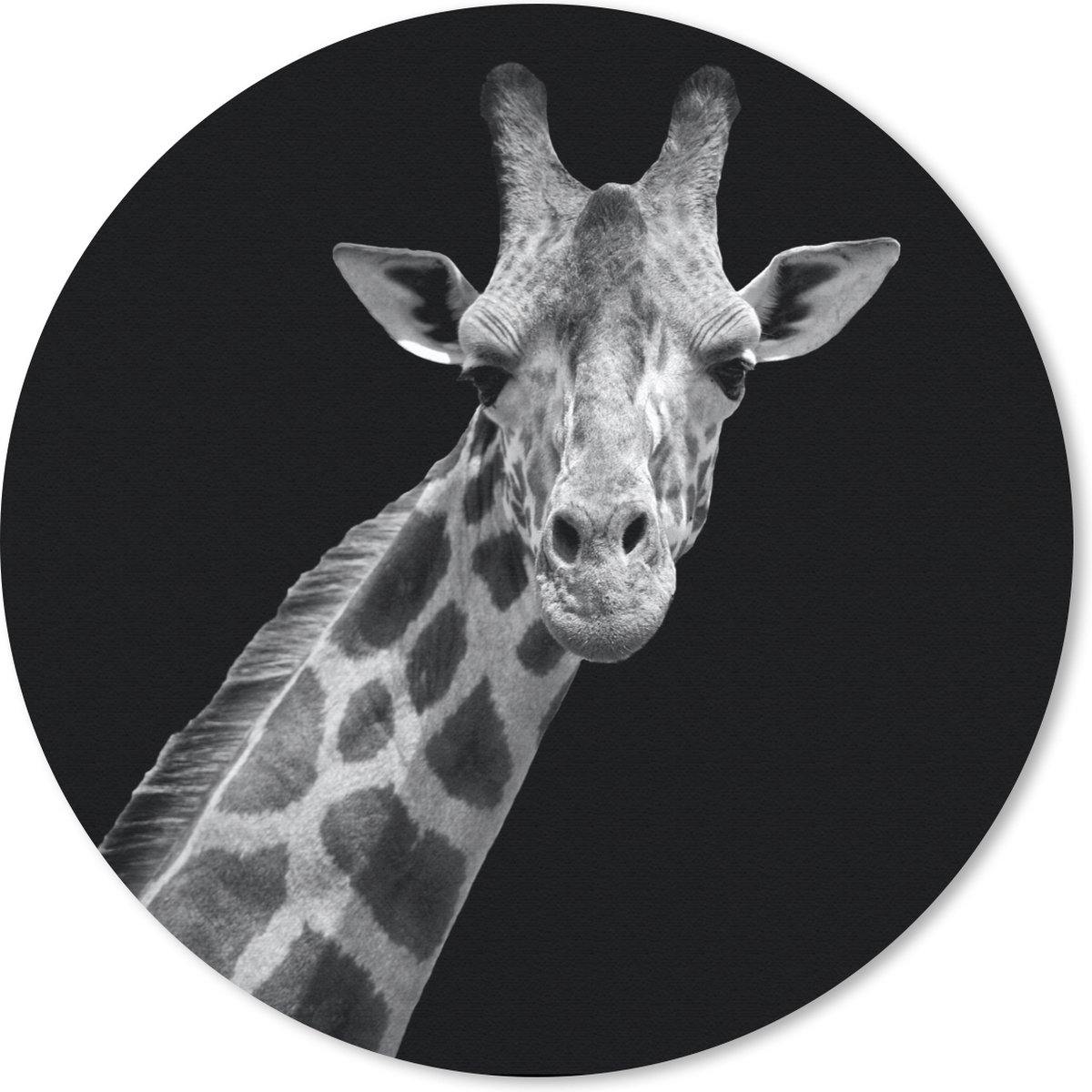 Muismat - Mousepad - Rond - Giraffe - Wilde dieren - Zwart - Wit - Portret - 40x40 cm - Ronde muismat