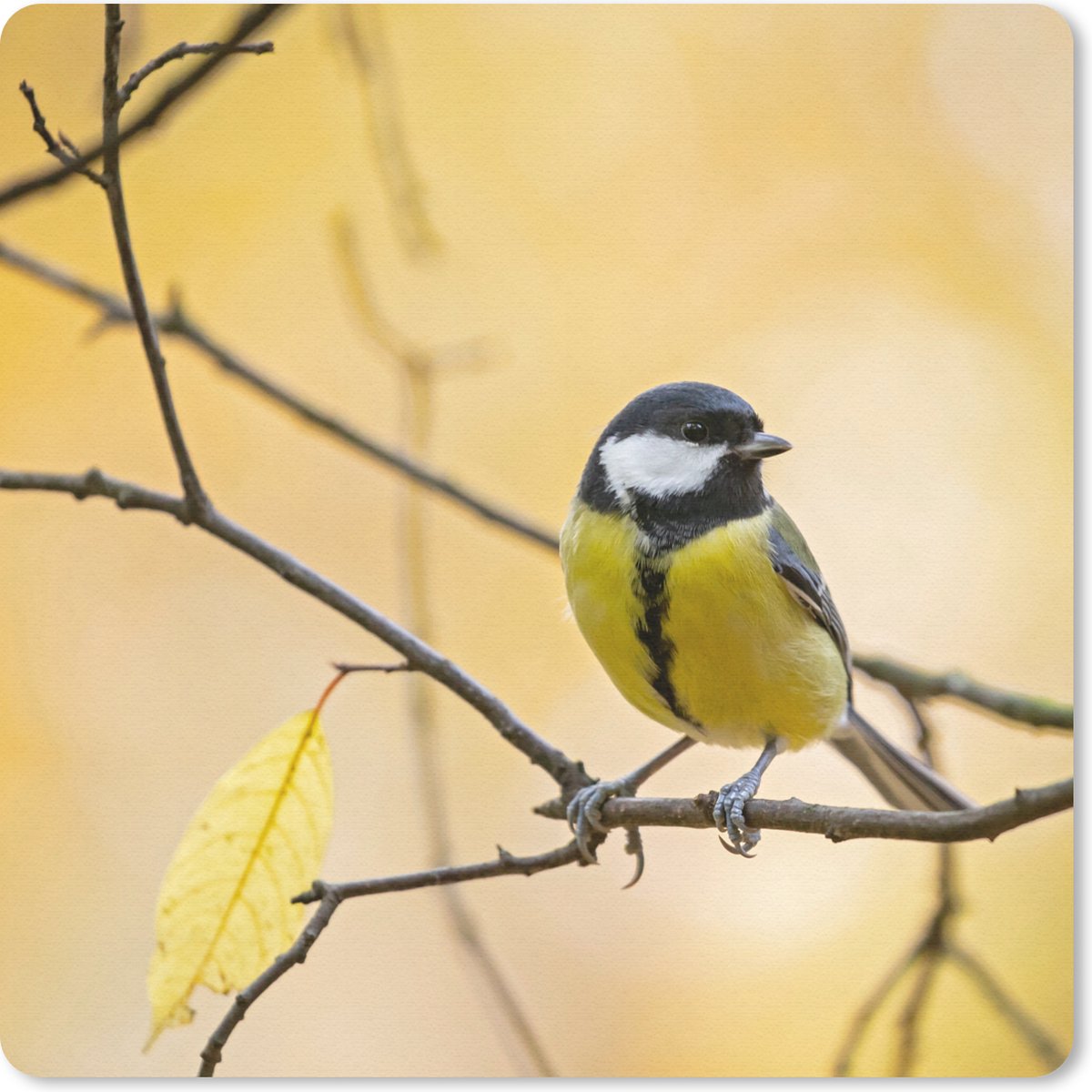 Muismat 20x20 cm - Mousepad Koolmees - Tak - Vogel - Dieren - Muismatten