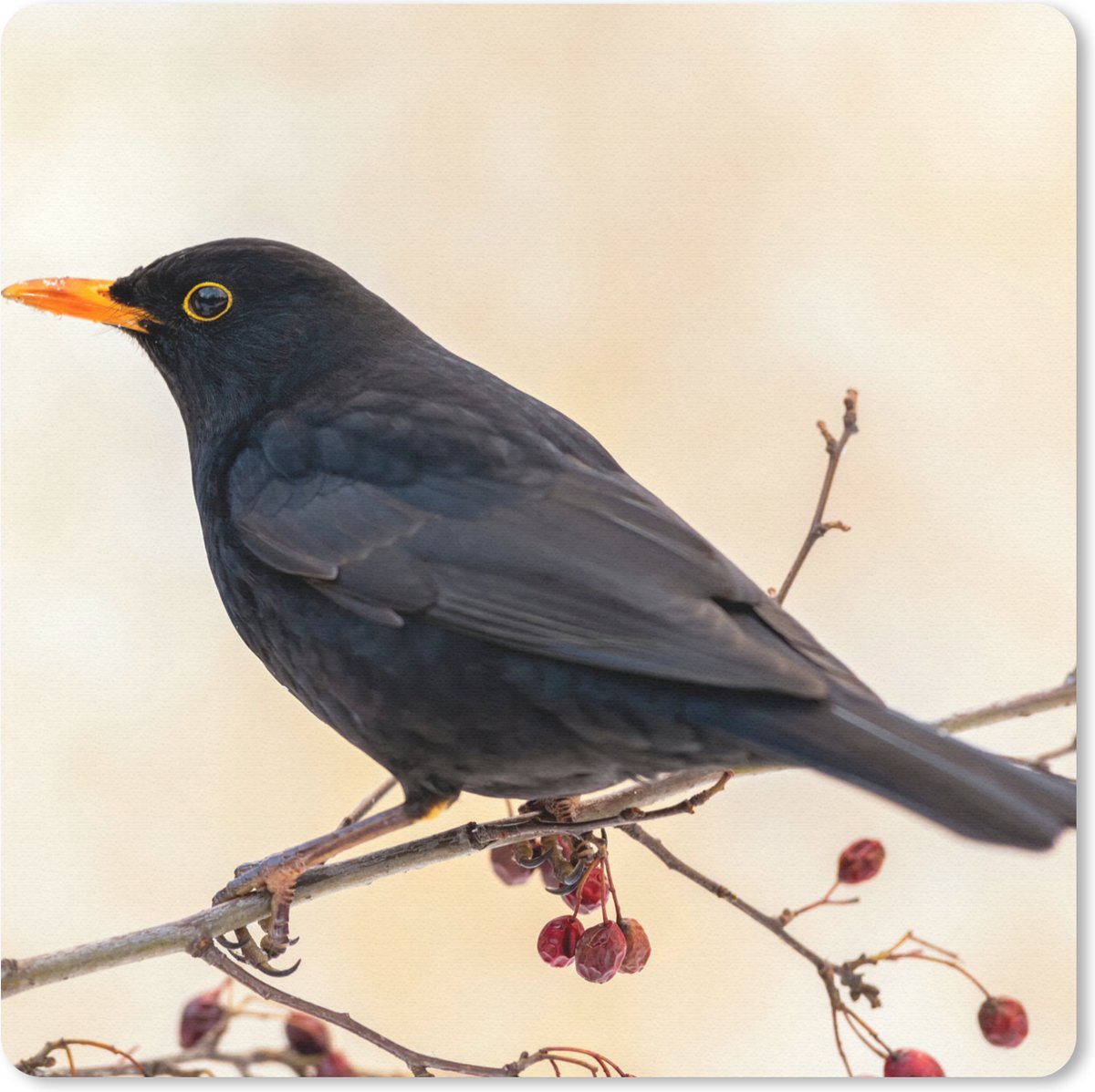 Muismat 20x20 cm - Mousepad Merel - Vogel - Takken - Bes - Rood - Muismatten