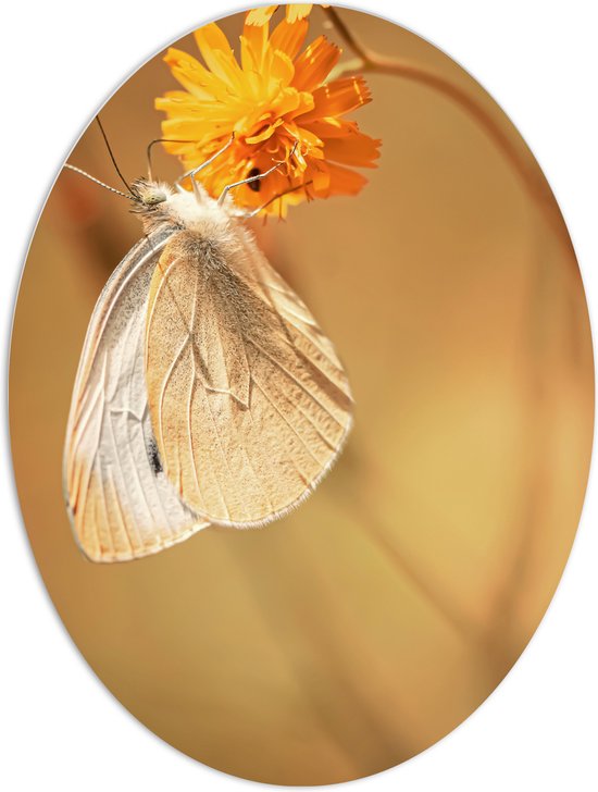 WallClassics - Plaque Ovale en Mousse PVC - Papillon Witte sur Bloem Oranje - 60x80 cm Photo sur Ovale (Avec Système d'accrochage)