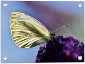 WallClassics - Tuinposter – Witte Vlinder op Paarse Bloem - 40x30 cm Foto op Tuinposter  (wanddecoratie voor buiten en binnen)