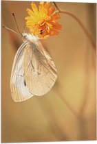 WallClassics - Vlag - Witte Vlinder op Oranje Bloem - 50x75 cm Foto op Polyester Vlag