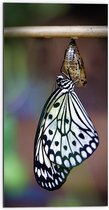 WallClassics - Dibond - Zwart met Witte Vlinder komt uit Cocon - 50x100 cm Foto op Aluminium (Met Ophangsysteem)
