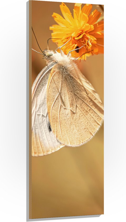 WallClassics - Hout - Witte Vlinder op Oranje Bloem - 50x150 cm - 12 mm dik - Foto op Hout (Met Ophangsysteem)