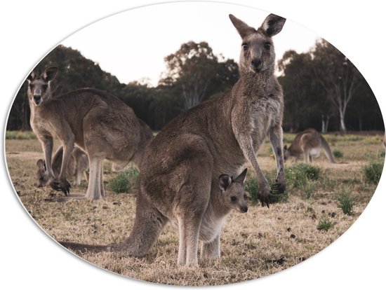 WallClassics - PVC Schuimplaat Ovaal - Kangeroe's in Australië - 80x60 cm Foto op Ovaal  (Met Ophangsysteem)