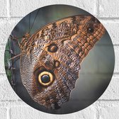WallClassics - Muursticker Cirkel - Bruine Vlinder op het Hek - 30x30 cm Foto op Muursticker