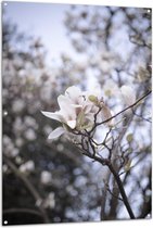 WallClassics - Tuinposter – Eenzaam Witte Bloem op Tak - 100x150 cm Foto op Tuinposter  (wanddecoratie voor buiten en binnen)