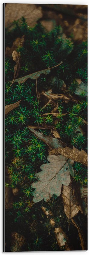 WallClassics - Dibond - Herfstbladeren in Groen Mos - 20x60 cm Foto op Aluminium (Wanddecoratie van metaal)