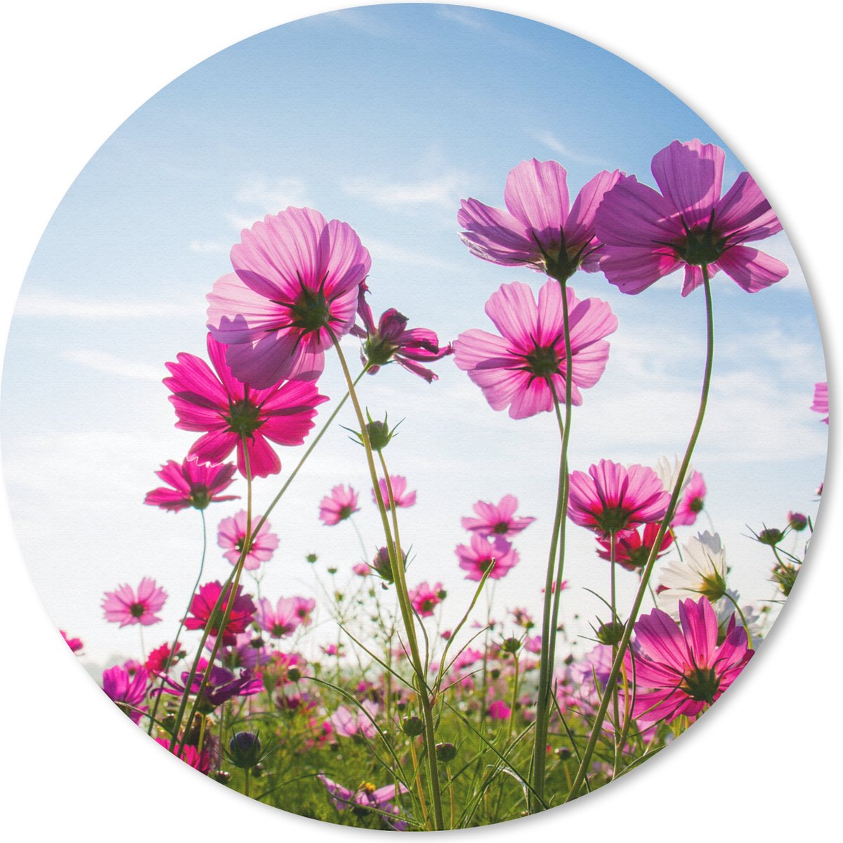 Muismat rond 40x40 cm - Mousepad Bloemen - Roze - Cosmea - Ronde muismatten