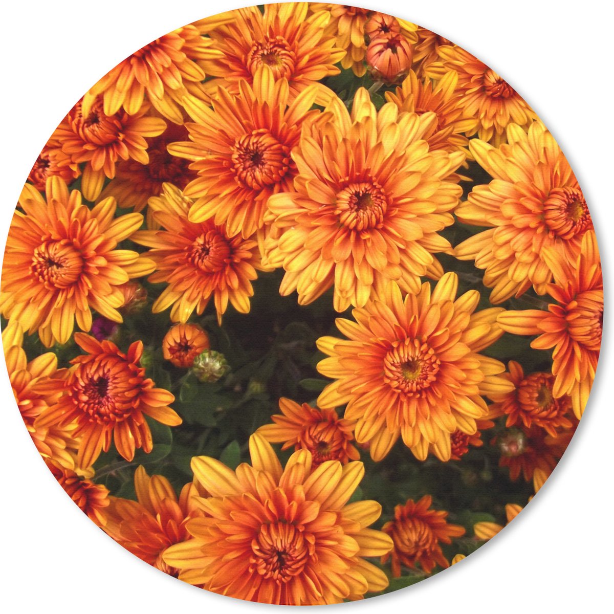 Muismat rond 50x50 cm - Mousepad Bloemen - Oranje - Chrysant - Ronde muismatten