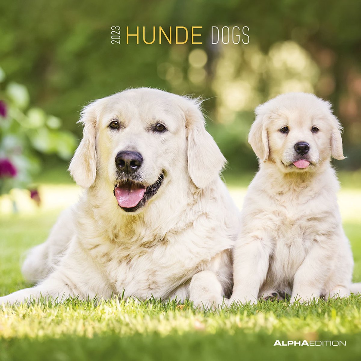 Hunde 2023 30x30