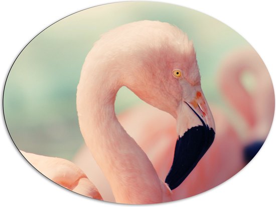 WallClassics - Dibond Ovaal - Hoofd van een Roze Flamingo - 108x81 cm Foto op Ovaal (Met Ophangsysteem)