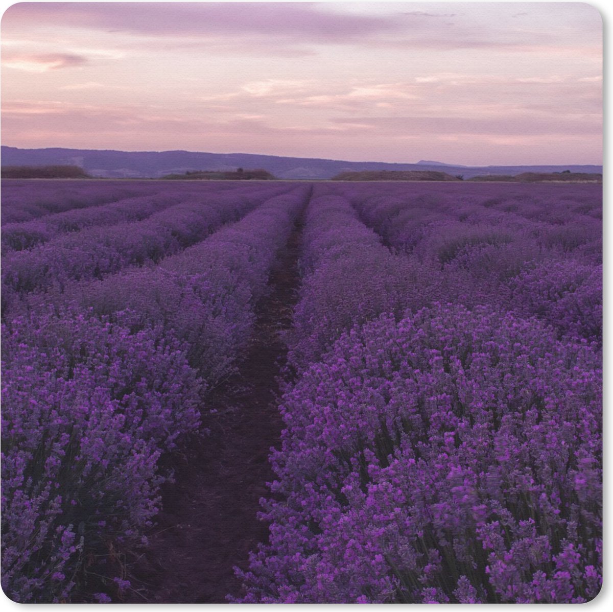 Muismat 20x20 cm - Mousepad Lavendel - Paars - Bloemen - Natuur - Muismatten