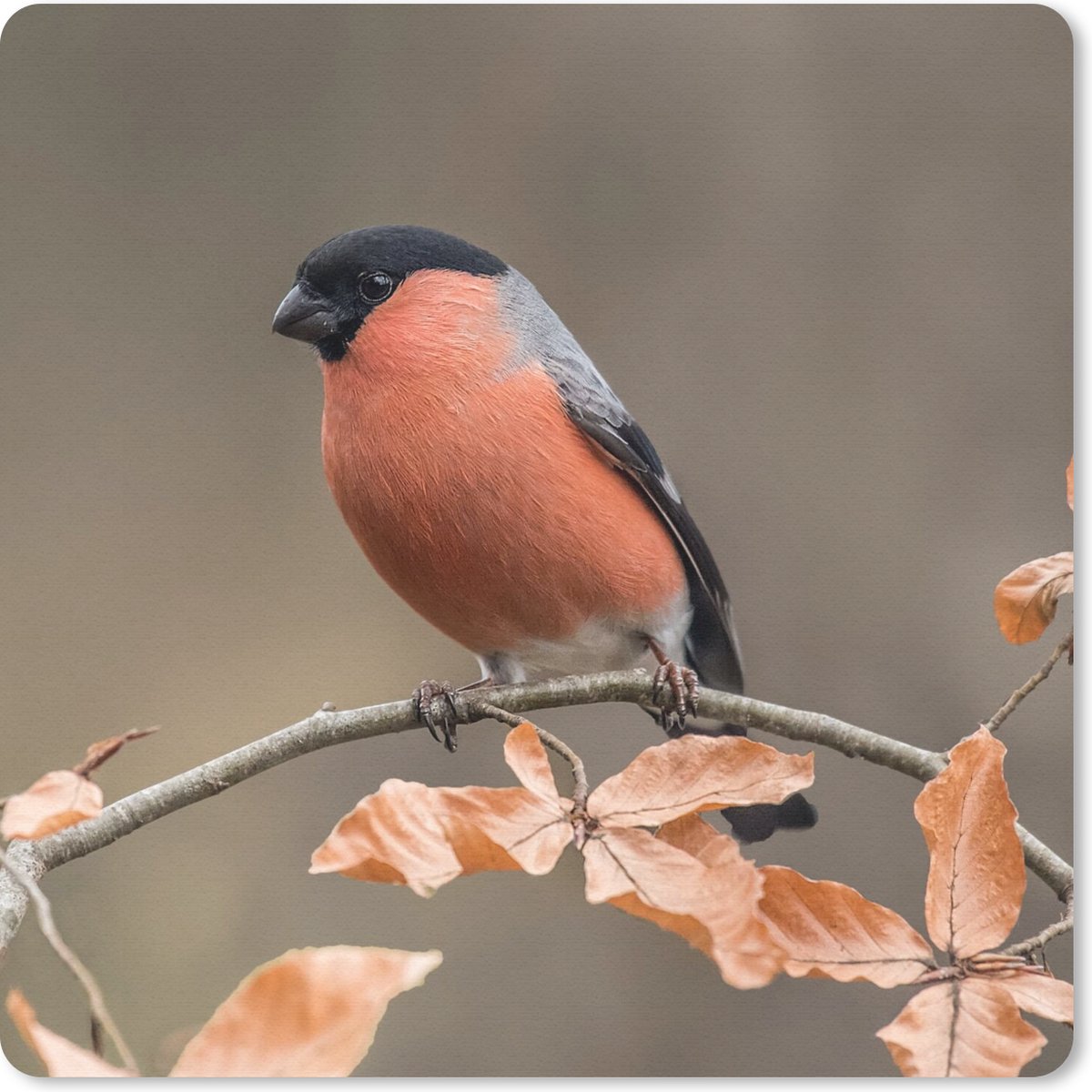 Muismat 20x20 cm - Mousepad Vogel - Bladeren - Herfst - Goudvink - Muismatten