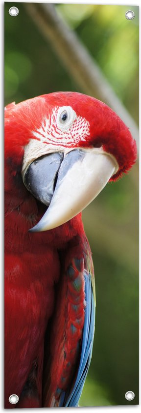 WallClassics - Tuinposter – Rode Ara Papegaai kijkt Schuin - 30x90 cm Foto op Tuinposter  (wanddecoratie voor buiten en binnen)