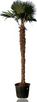 Tropictrees - Palmboom - Trachycarpus Fortunei - Plant - Winterhard - Pot ⌀ 60cm - Hoogte ca. 400cm