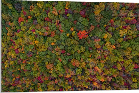WallClassics - PVC Schuimplaat - Rood Groen en Gele Bomen in het Bos vanuit de Lucht - 90x60 cm Foto op PVC Schuimplaat (Met Ophangsysteem)