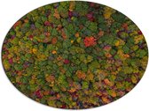 WallClassics - Dibond Ovaal - Rood Groen en Gele Bomen in het Bos vanuit de Lucht - 80x60 cm Foto op Ovaal (Met Ophangsysteem)