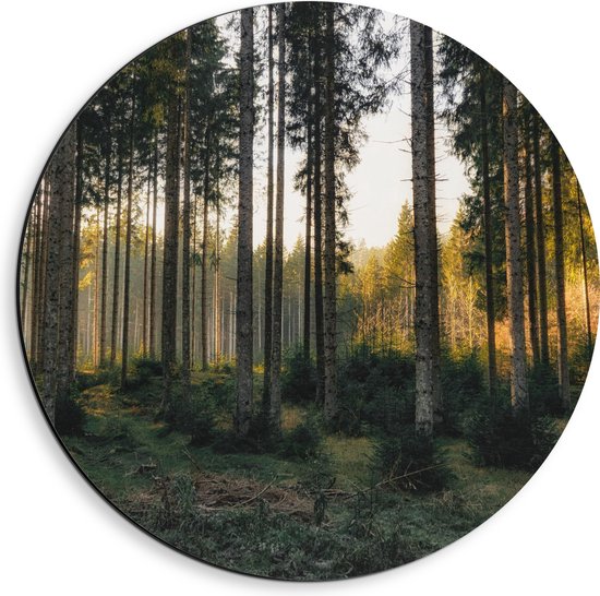 WallClassics - Dibond Muurcirkel - Bos met Kleine en Grote Bomen - 40x40 cm Foto op Aluminium Muurcirkel (met ophangsysteem)