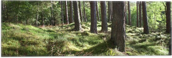 WallClassics - Vlag - Mooie Picknick Plek in het Bos - 60x20 cm Foto op Polyester Vlag