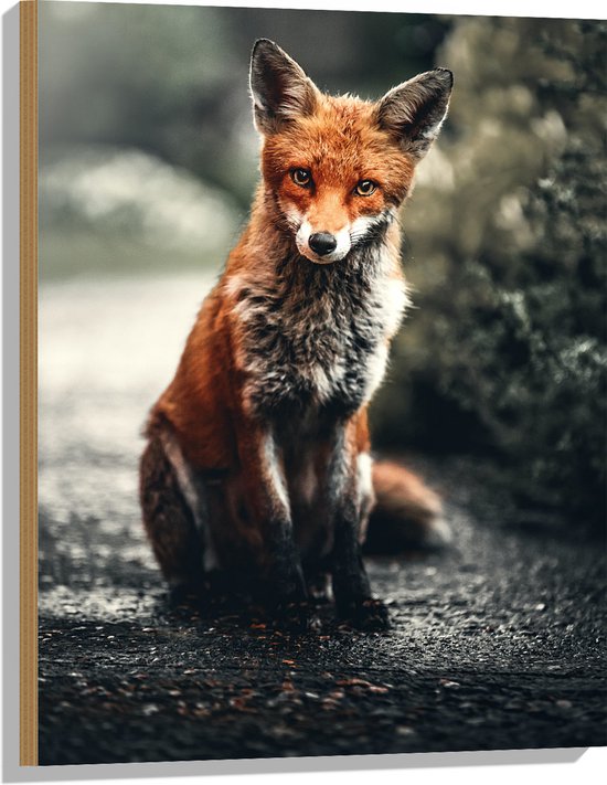 WallClassics - Bois - Renard posant près des Buissons - 60x80 cm - 12 mm d'épaisseur - Photo sur bois (avec système de suspension)