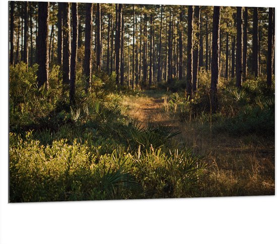 WallClassics - Dibond - Pad tussen Bomen en Groen Gras - 100x75 cm Foto op Aluminium (Met Ophangsysteem)