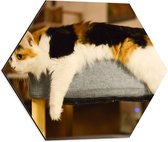 WallClassics - Dibond Hexagon - Chat Tacheté Brun/ Zwart allongé sur Pouf - 50x43,5 cm Photo sur Hexagone (Avec Système d'Accrochage)