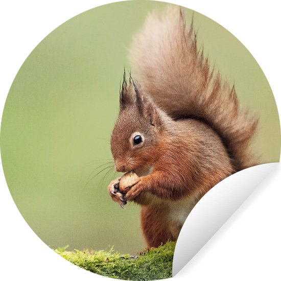 Autocollant de papier peint cercle mural écureuil rouge ⌀ 140 cm / cercle de papier peint / cercle mural / cercle vivant - auto-adhésif et découpe ronde