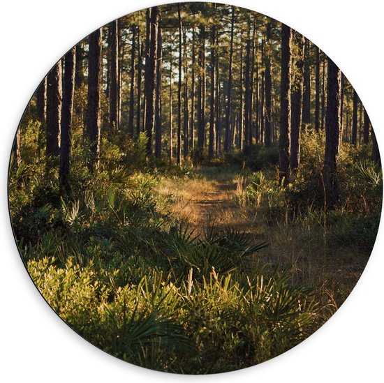 WallClassics - Dibond Muurcirkel - Pad tussen Bomen en Groen Gras - 60x60 cm Foto op Aluminium Muurcirkel (met ophangsysteem)