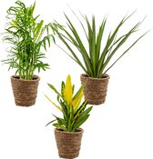 3x Tropische kamerplanten mix Incl. Zeegras Mand – Luchtzuiverend – ⌀12 cm -  25-40 cm