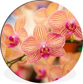 WallCircle - Wandcirkel - Muurcirkel - Plant - Orchidee - Bloemen - Roze - Flora - Aluminium - Dibond - ⌀ 90 cm - Binnen en Buiten
