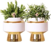 Verts de colibri | Set de 2 plantes Rhipsalis en pots décoratifs dorés Le Chic - taille pot céramique Ø9cm