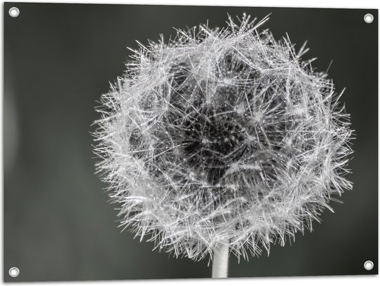 WallClassics - Tuinposter – Mooie Paardenbloem (zwart/wit) - 80x60 cm Foto op Tuinposter  (wanddecoratie voor buiten en binnen)